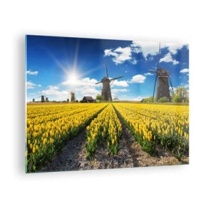 Üveg kép - Sárga tulipánmező szélmalmokkal a háttérben egy napsütéses napon. - 70x50cm - Nem is lehetne hollandabb - Modern fali dekoráció nappalihoz és hálószobához ARTTOR