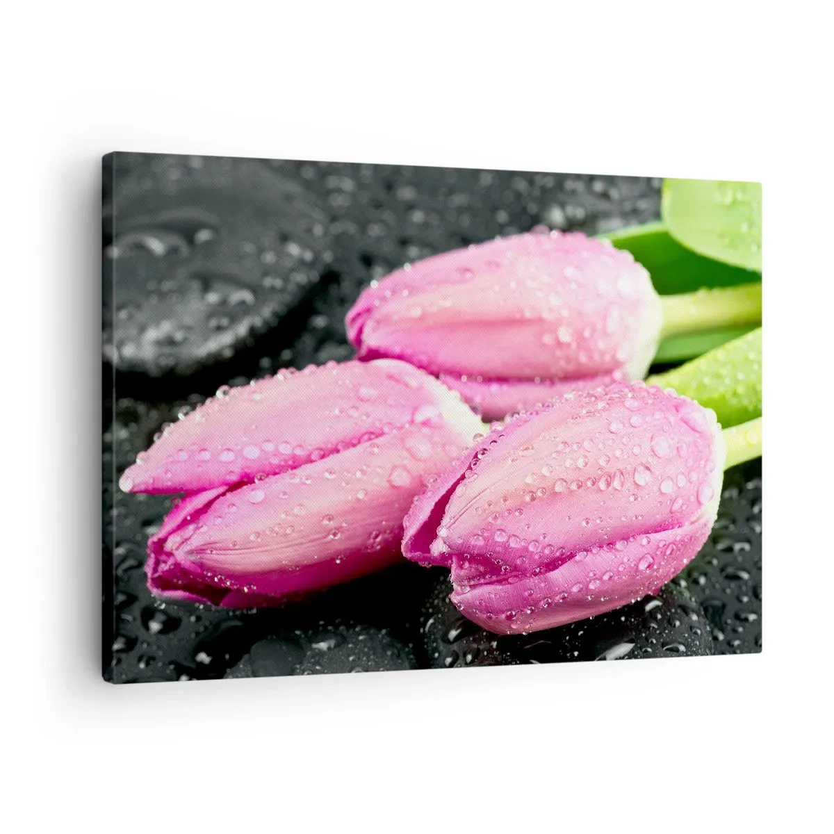 Vászonkép - Három rózsaszín tulipán vízcseppekkel fekete alapon - 70x50cm - Lila hármas a fekete kövön - Modern fali dekoráció nappalihoz és hálószobához ARTTOR