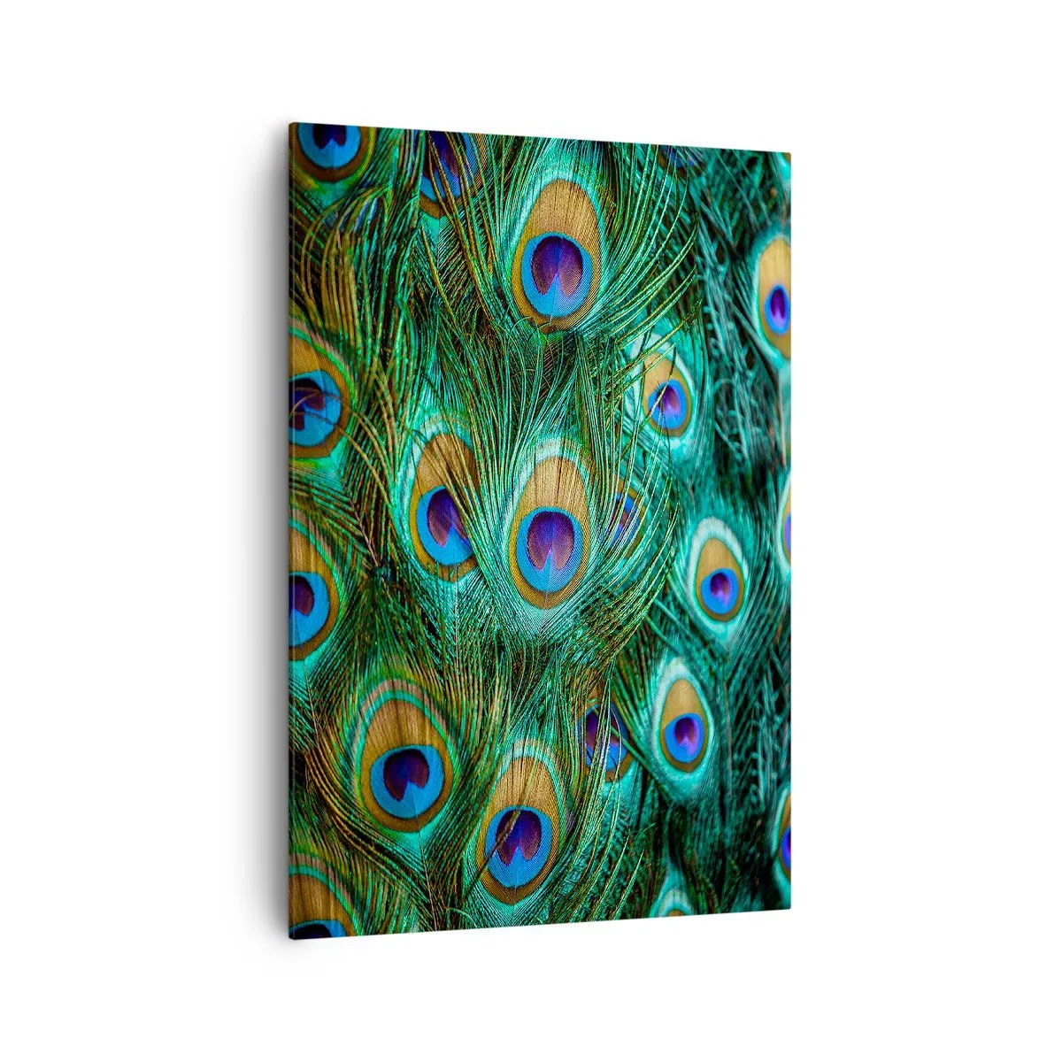 Vászonkép - Pávaszemű pillantás - 70x100 cm
