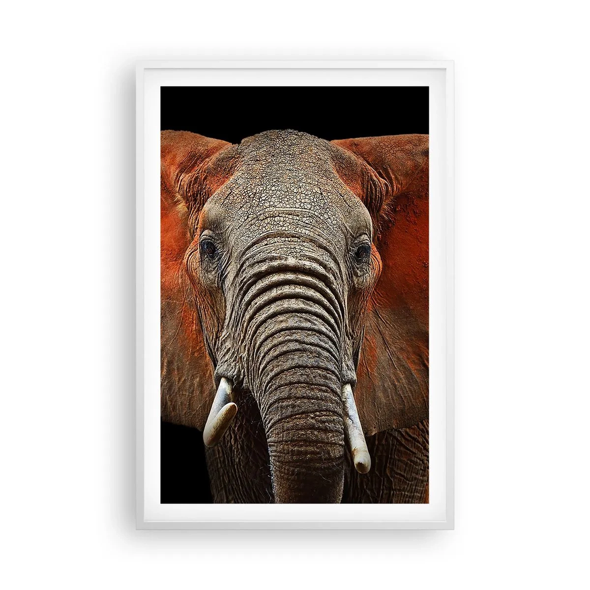 Poszter fekete keretben - Én vad vagyok, és te? - 61x91 cm