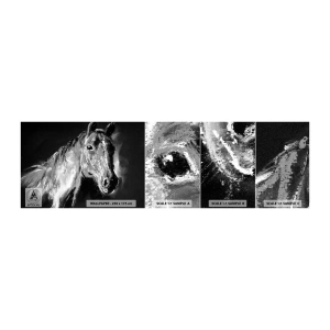 Fotótapéta Minta Öntapadós Deluxe Sticker - Nemes lélek ragyogása - Állatok, Ló, Kanca - 100x30 cm