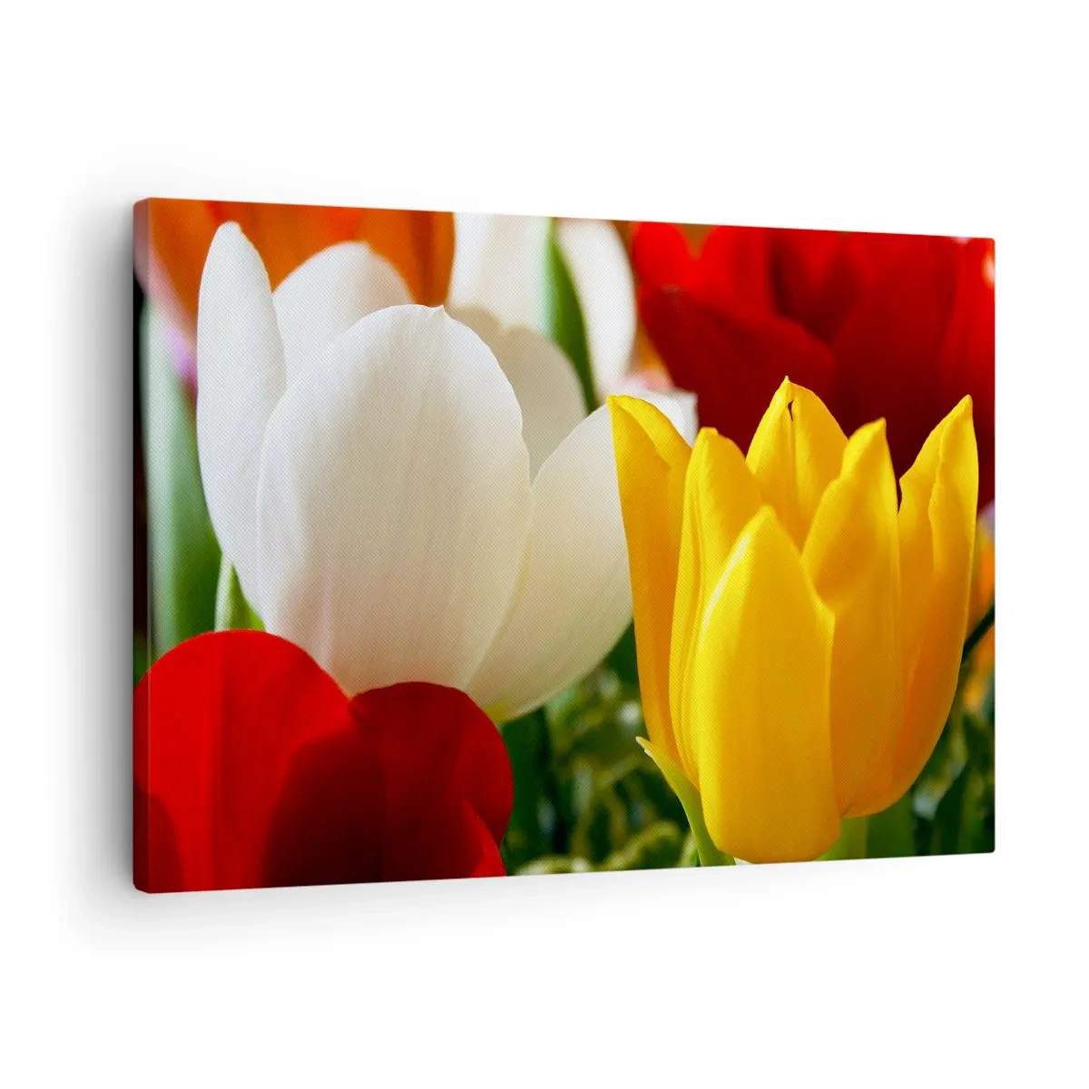 Vászonkép - Színes tulipánok közeli képe tavaszi háttér előtt - 70x50cm - Tulipán láz - Modern fali dekoráció nappalihoz és hálószobához ARTTOR