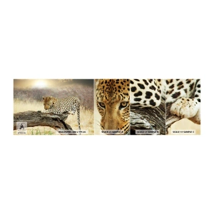 Fotótapéta Minta Standard Eco - A magam útjait járom - Állatok, leopárd, Afrika - 100x30 cm