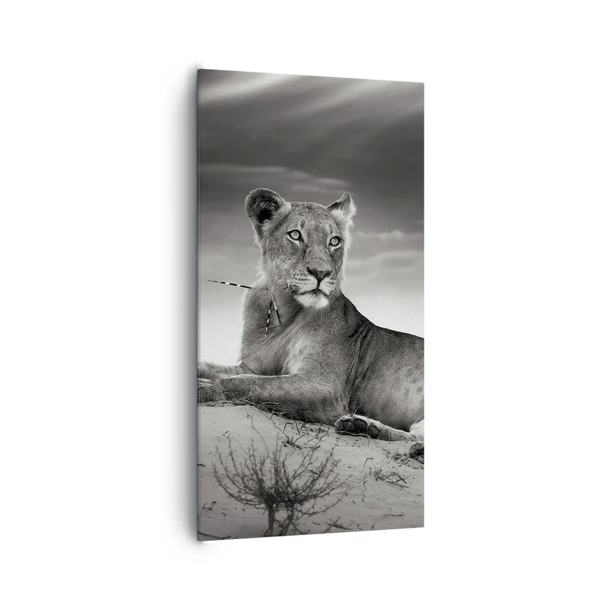 Vászonkép - A sivatagi királynő pihenése - 65x120 cm