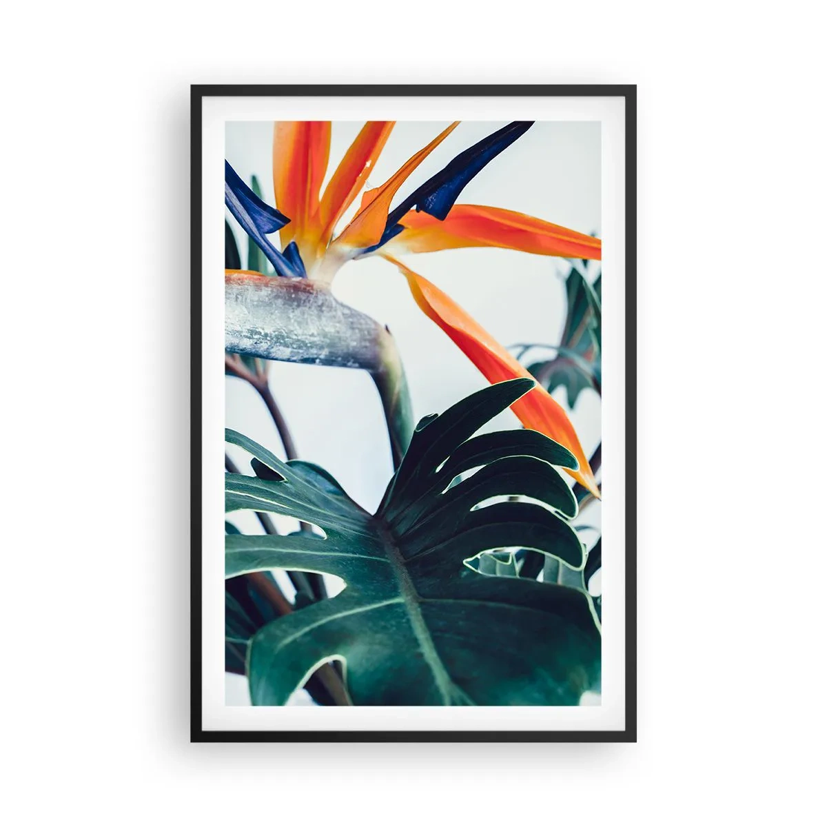 Poszter fehér keretben - Madárkalitka - 61x91 cm