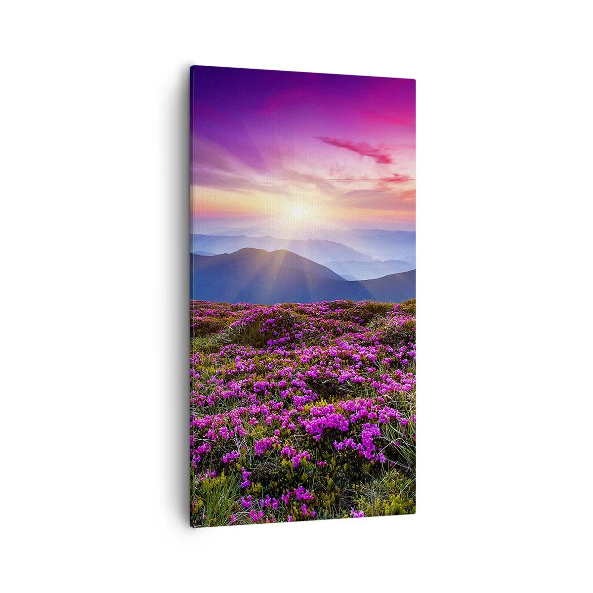 Vászonkép - A gyógynövények friss fürtjei illatoztak a mezőkről - 55x100 cm