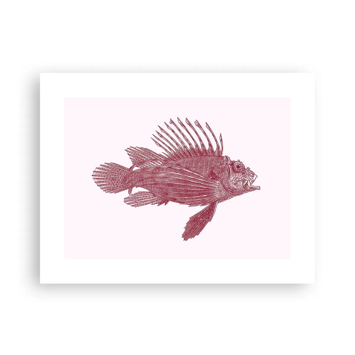 Poszter - Egzotikus vizek lakója - 40x30 cm