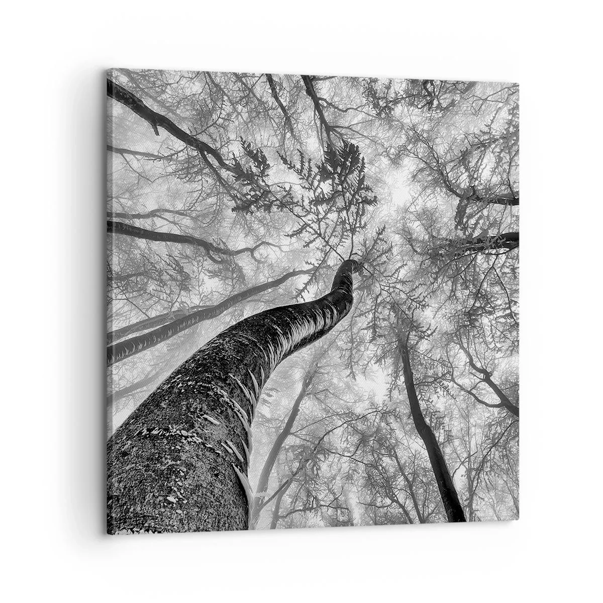 Vászonkép - Verseny a fény felé - 60x60 cm