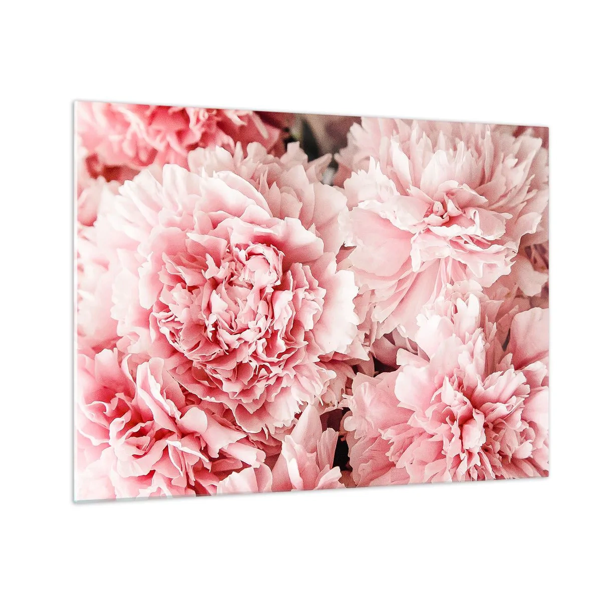 Üveg kép - Rózsaszín pünkösdi rózsák közeli képe teljes virágzásban - 70x50cm - Rózsaszín álom - Modern fali dekoráció nappalihoz és hálószobához ARTTOR