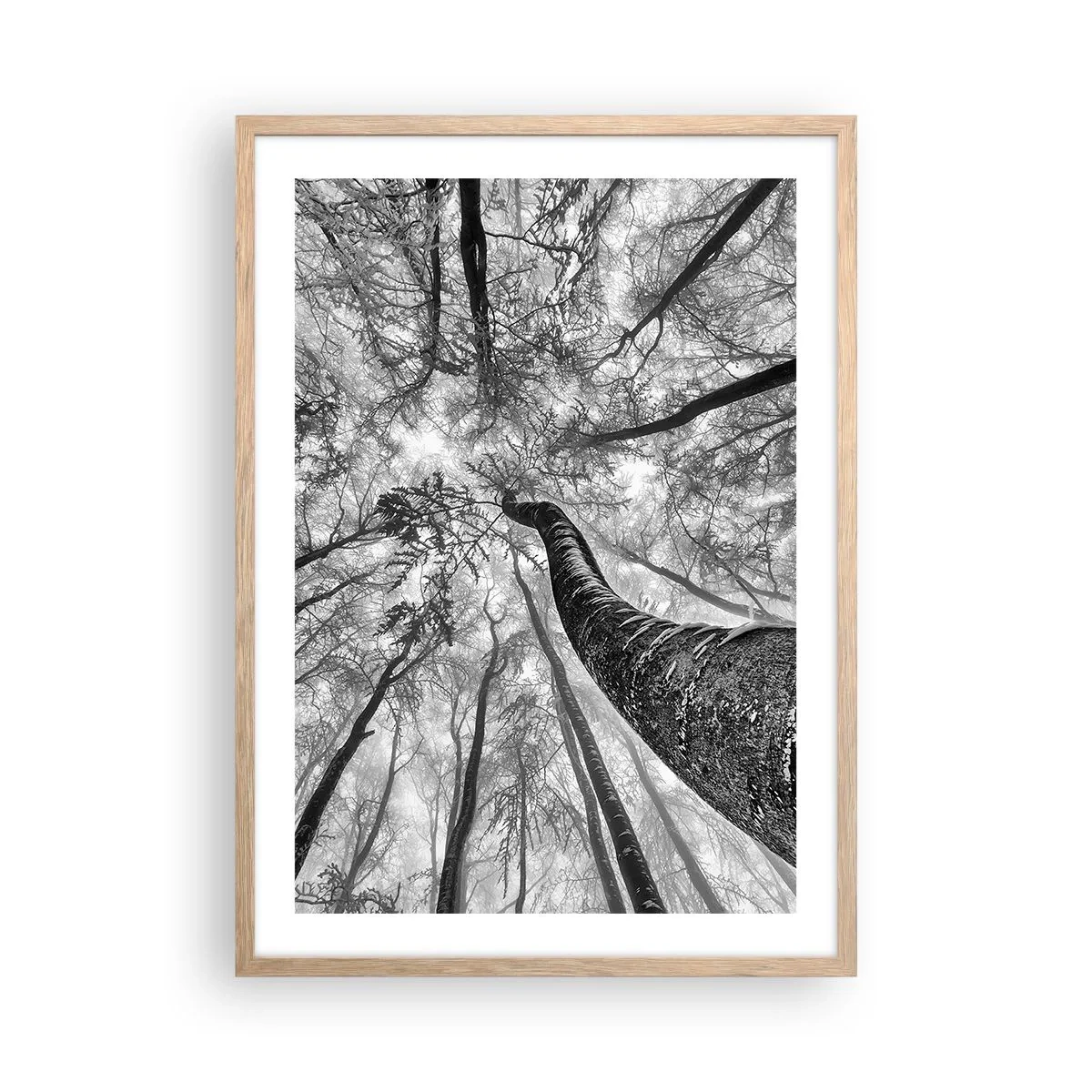 Poszter világos tölgy keretben - Verseny a fény felé - 50x70 cm