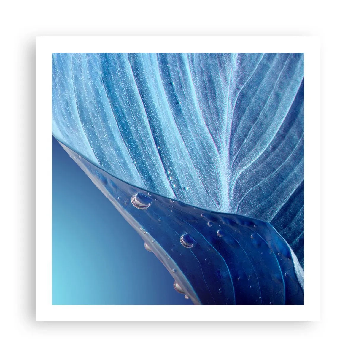 Poszter - A kék rejtett cseppjei - 60x60 cm