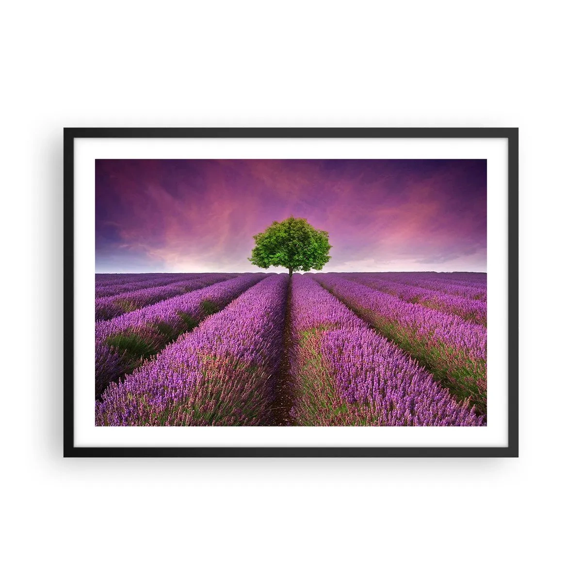 Poszter fehér keretben - Levendulaföldeken - 70x50 cm