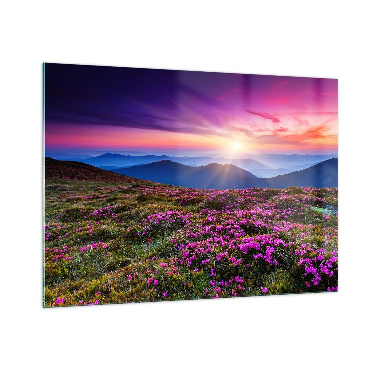 Üveg kép - A gyógynövények friss fürtjei illatoztak a mezőkről - 100x70 cm