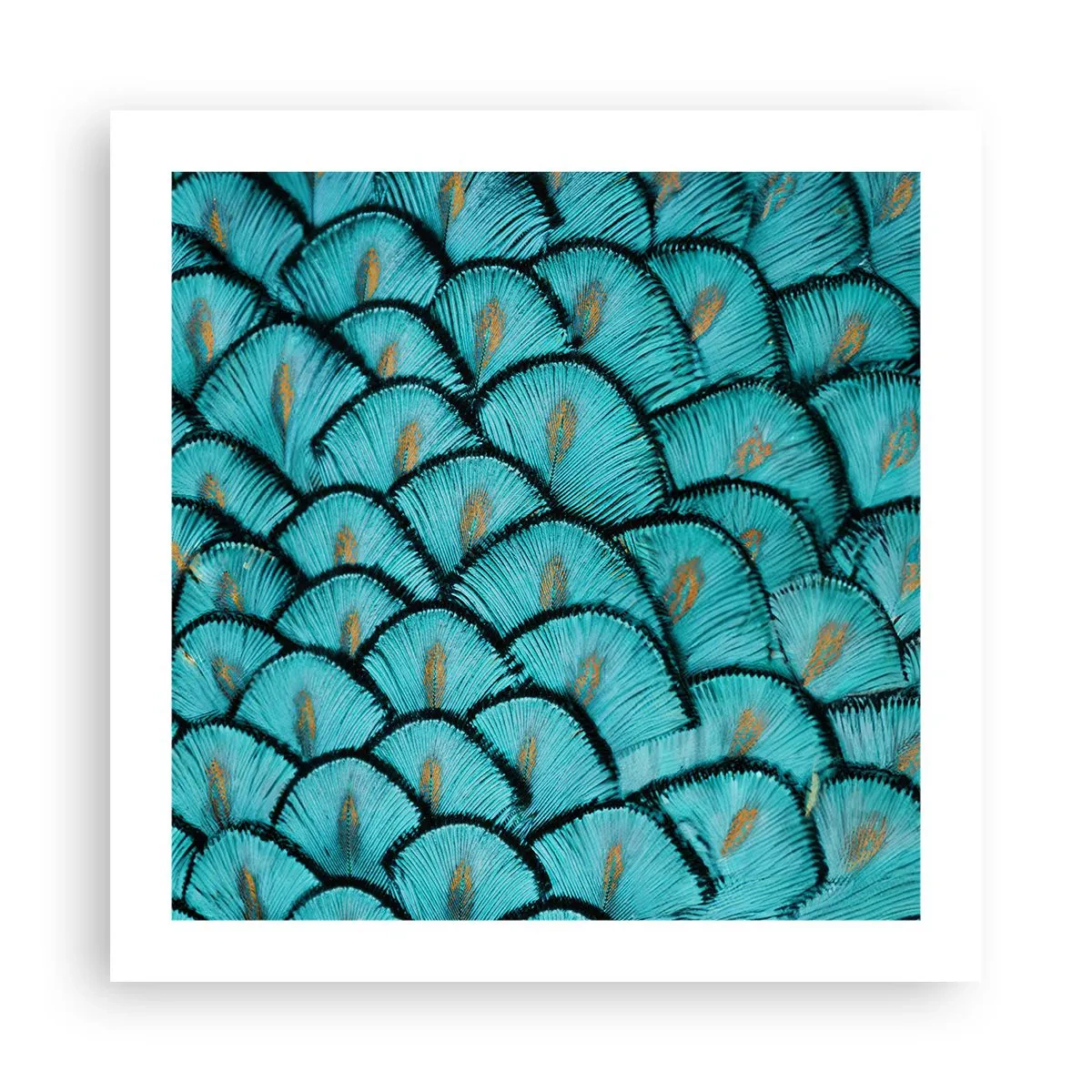 Poszter - A tollak nagy gálája - 50x50 cm