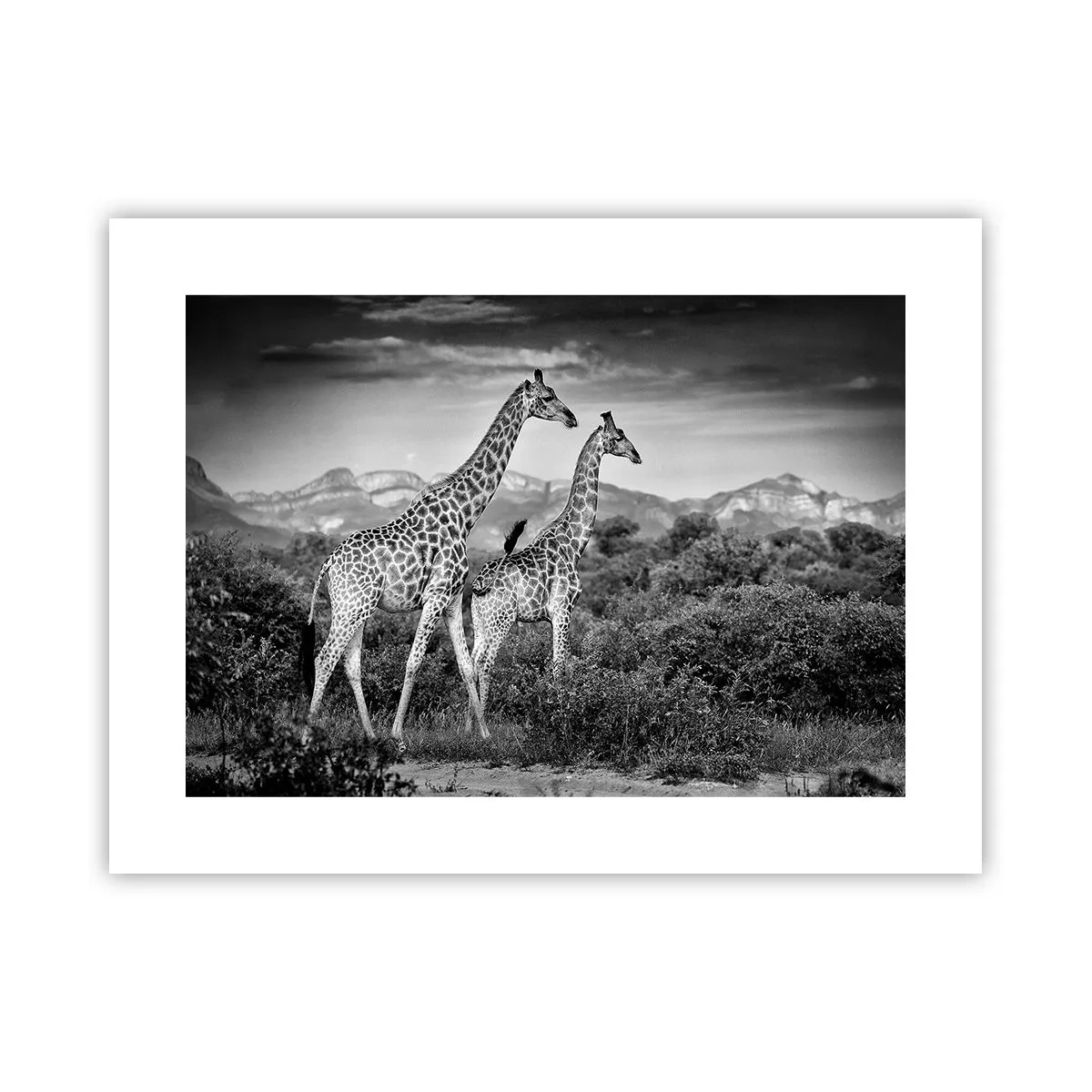 Poszter - Magas rangok Afrikában - 40x30 cm