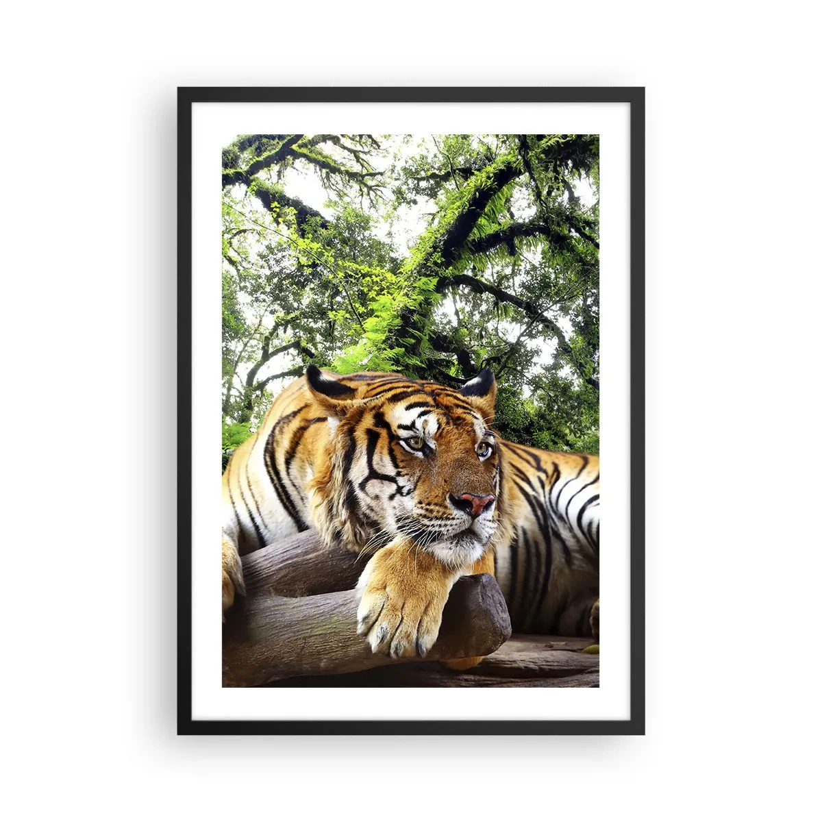 Poszter fehér keretben - Egy tigris pihen a zöld fák között - 50x70cm - Tisztelettel - Modern fali dekoráció nappalihoz és hálószobához ARTTOR