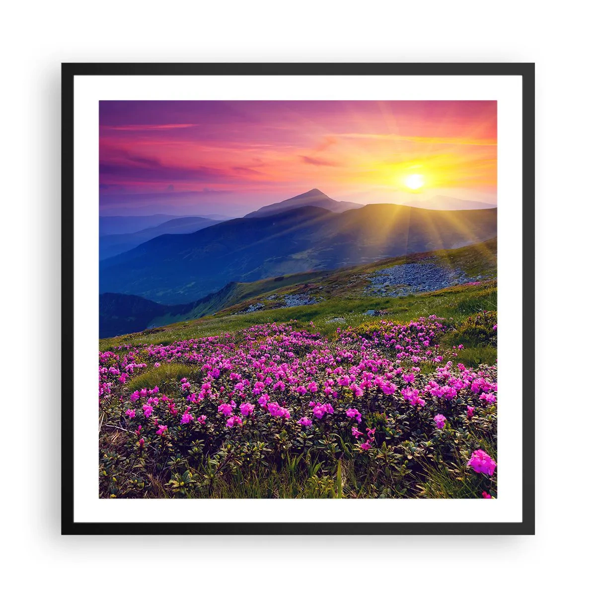 Poszter fehér keretben - … És körülötte hegyi fenyő és gyógynövények illata - 60x60 cm