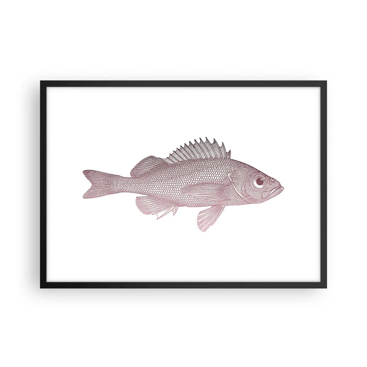 Poszter fehér keretben - Nagyszemű hal - 70x50 cm