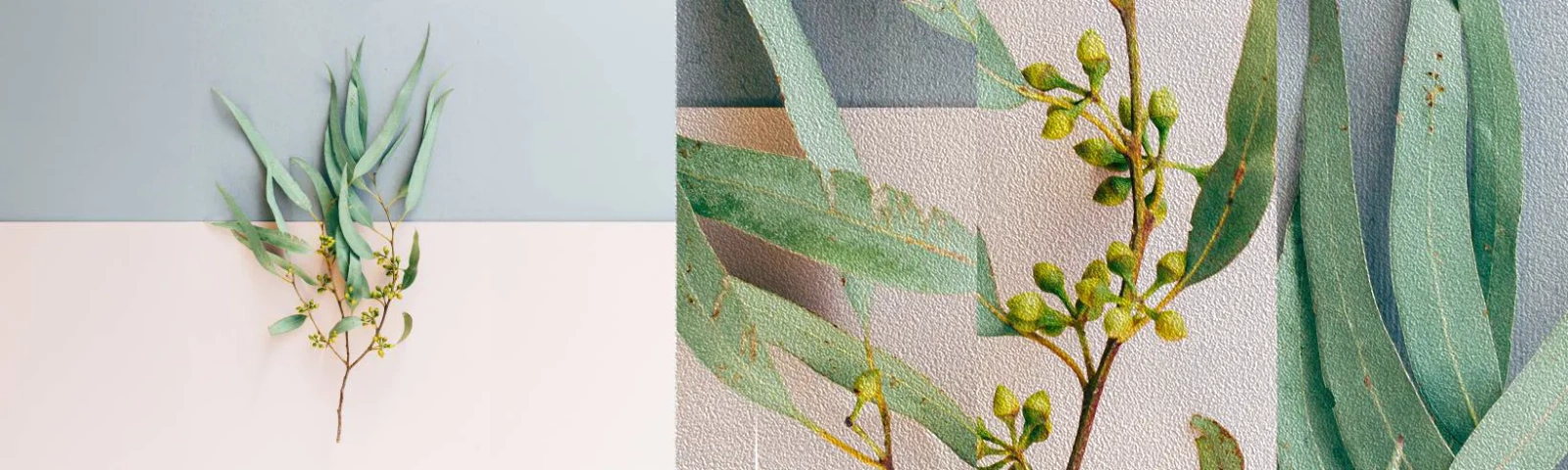 Fotótapéta Minta Premium Sand - Pasztell finomság - Pasztell, Növény, Boho - 100x30 cm