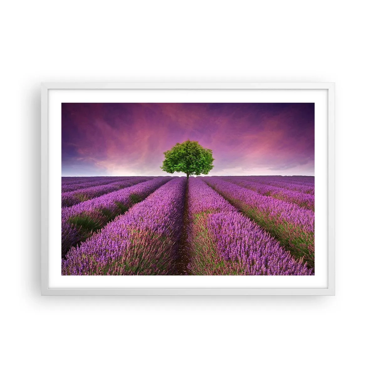 Poszter fekete keretben - Levendulaföldeken - 70x50 cm