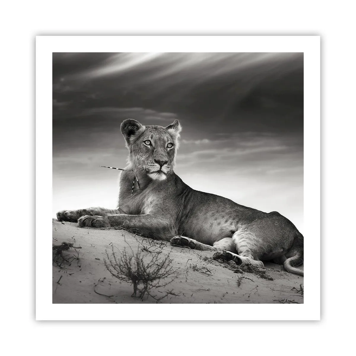 Poszter - A sivatagi királynő pihenése - 60x60 cm