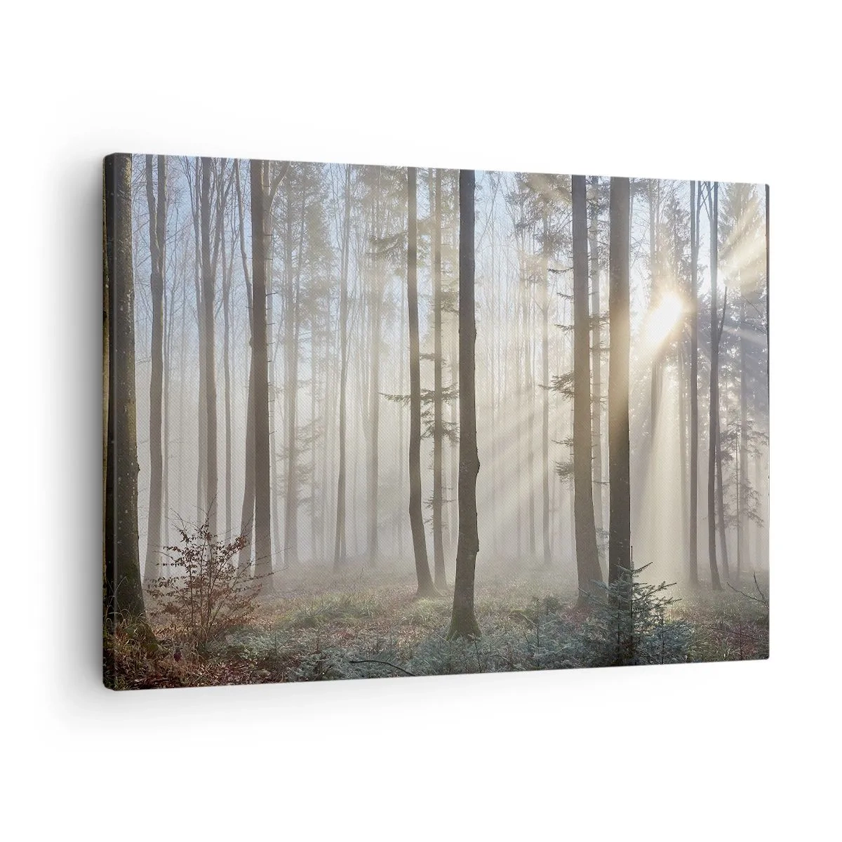 Vászonkép - Egy erdő könnyű ködben, a napfény sugarai átsütnek a fák között - 70x50cm - A köd is felébredt - Modern fali dekoráció nappalihoz és hálószobához ARTTOR
