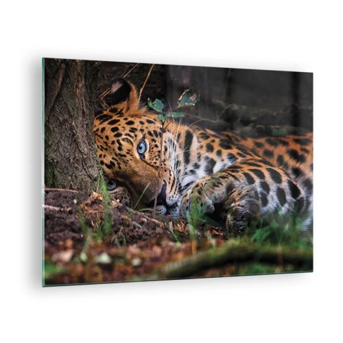 Üveg kép - Egy jaguár fekszik a földön, nyugodtan néz a kamerába. - 70x50cm - Bízz bennem - Modern fali dekoráció nappalihoz és hálószobához ARTTOR