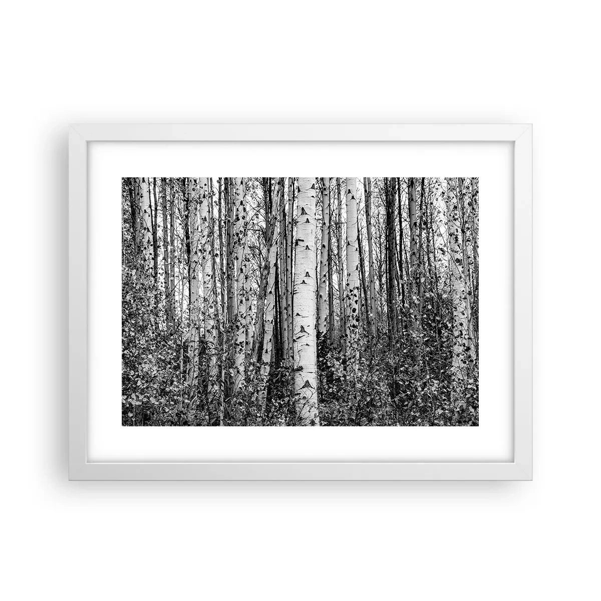 Poszter fekete keretben - Nyírfa oszlopsor - 40x30 cm