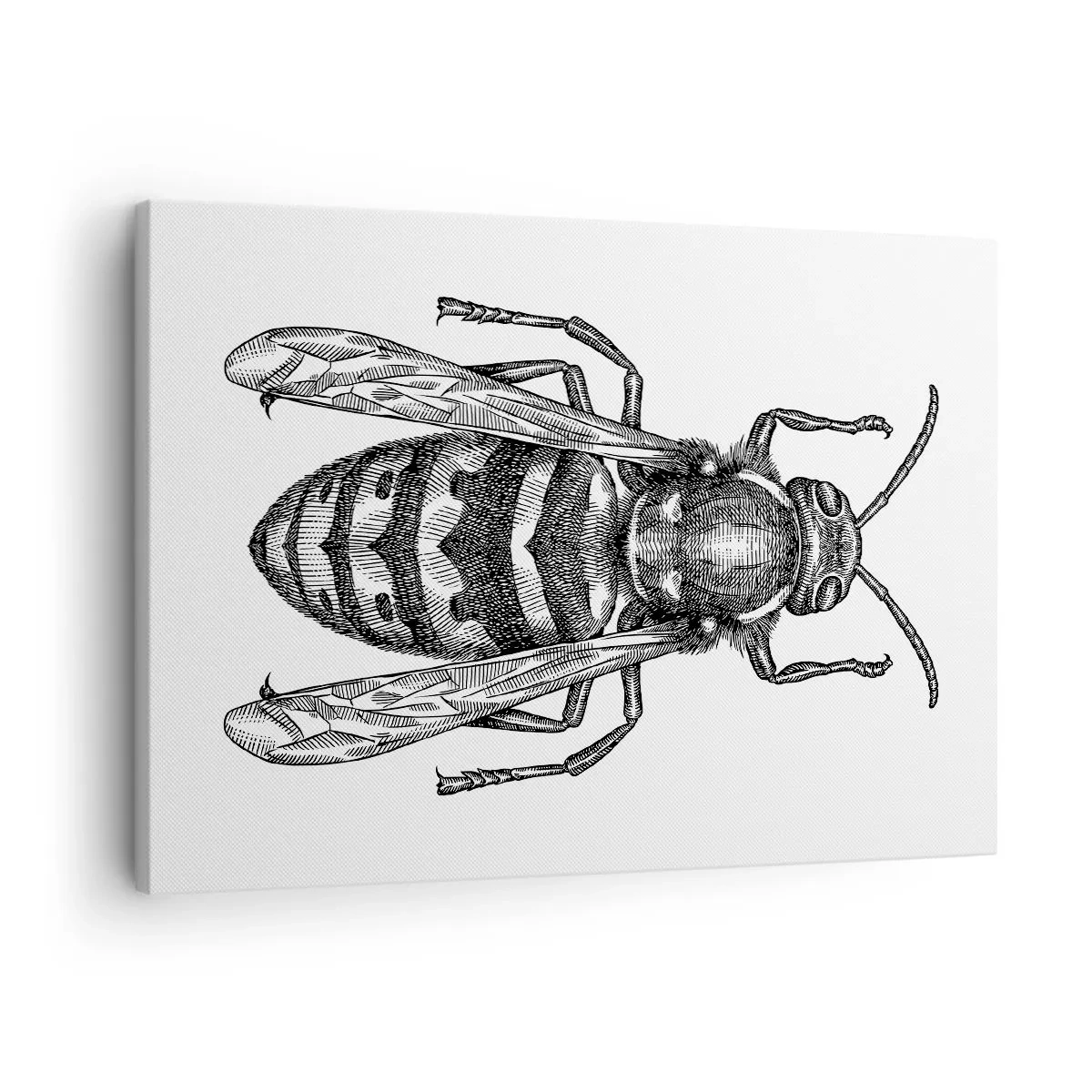 Vászonkép - Egy rajzfilm darázs motívum fehér alapon, minimalista stílusban. - 70x50cm - Egy rovar bolygóról - Modern fali dekoráció nappalihoz és hálószobához ARTTOR