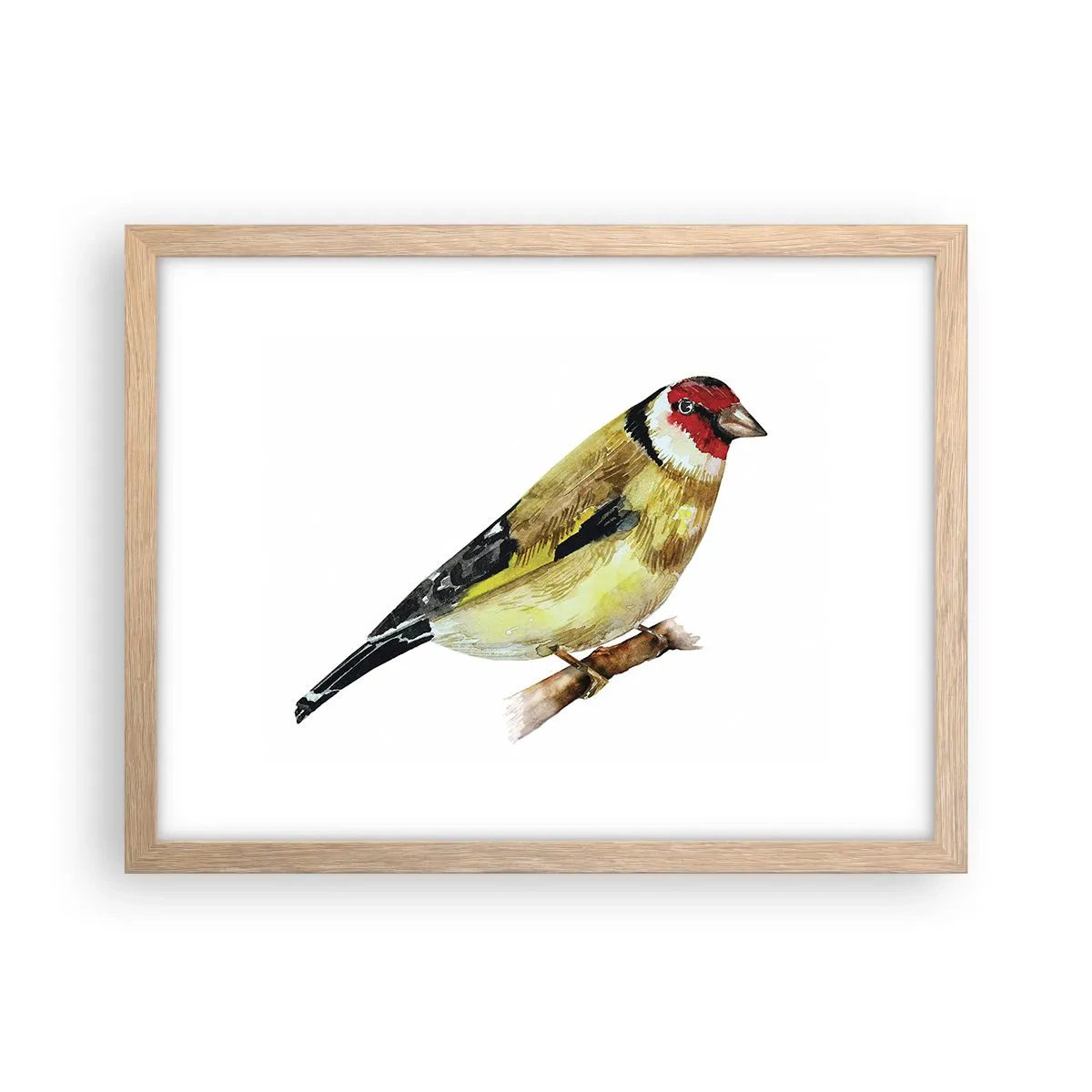 Poszter világos tölgy keretben - Madárportré - 40x30 cm
