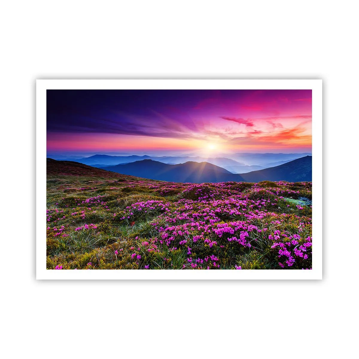Poszter - A gyógynövények friss fürtjei illatoztak a mezőkről - 100x70 cm