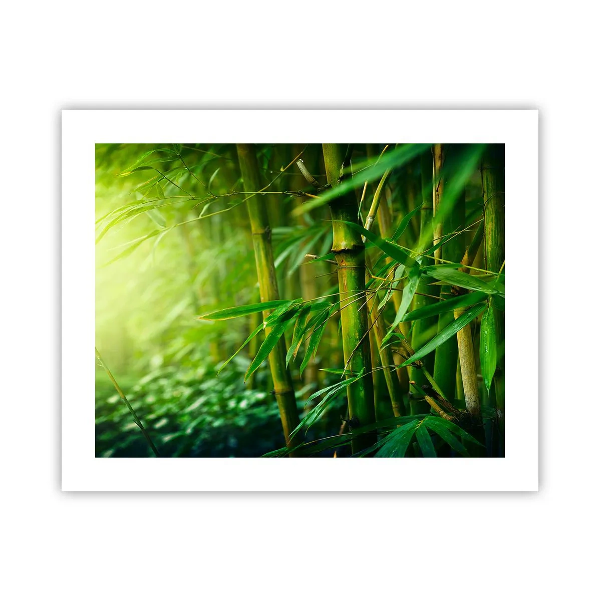 Poszter - Megismerni magát a zöldet - 50x40 cm