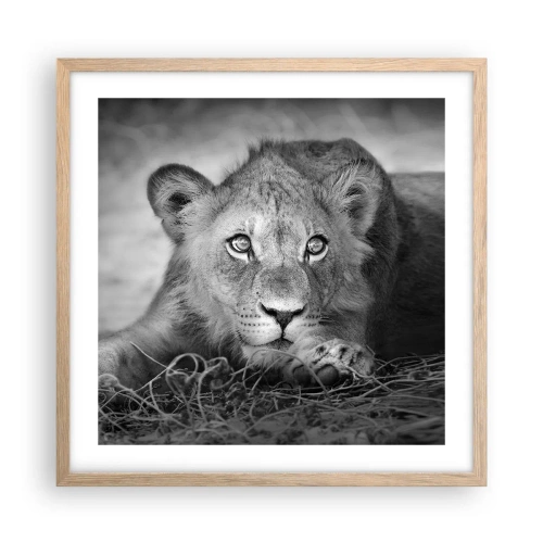 Poszter világos tölgy keretben - Királyi kölyök - 50x50 cm