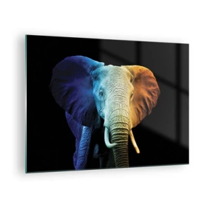 Üveg kép - Színes portré egy elefántról fekete háttéren - 70x50cm - Excentrikus, nem különc - Modern fali dekoráció nappalihoz és hálószobához ARTTOR