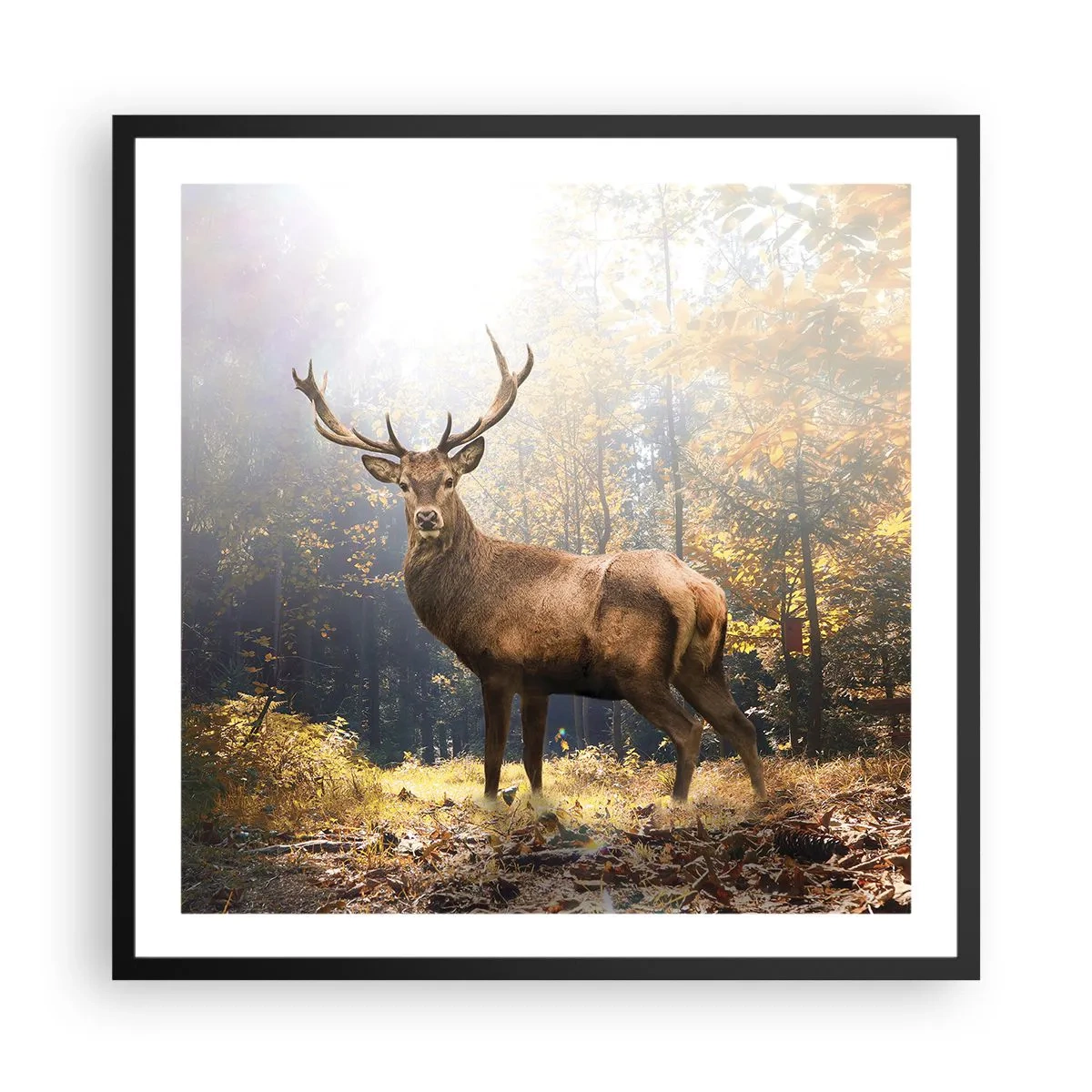 Poszter fehér keretben - Teljes fenségben - 60x60 cm