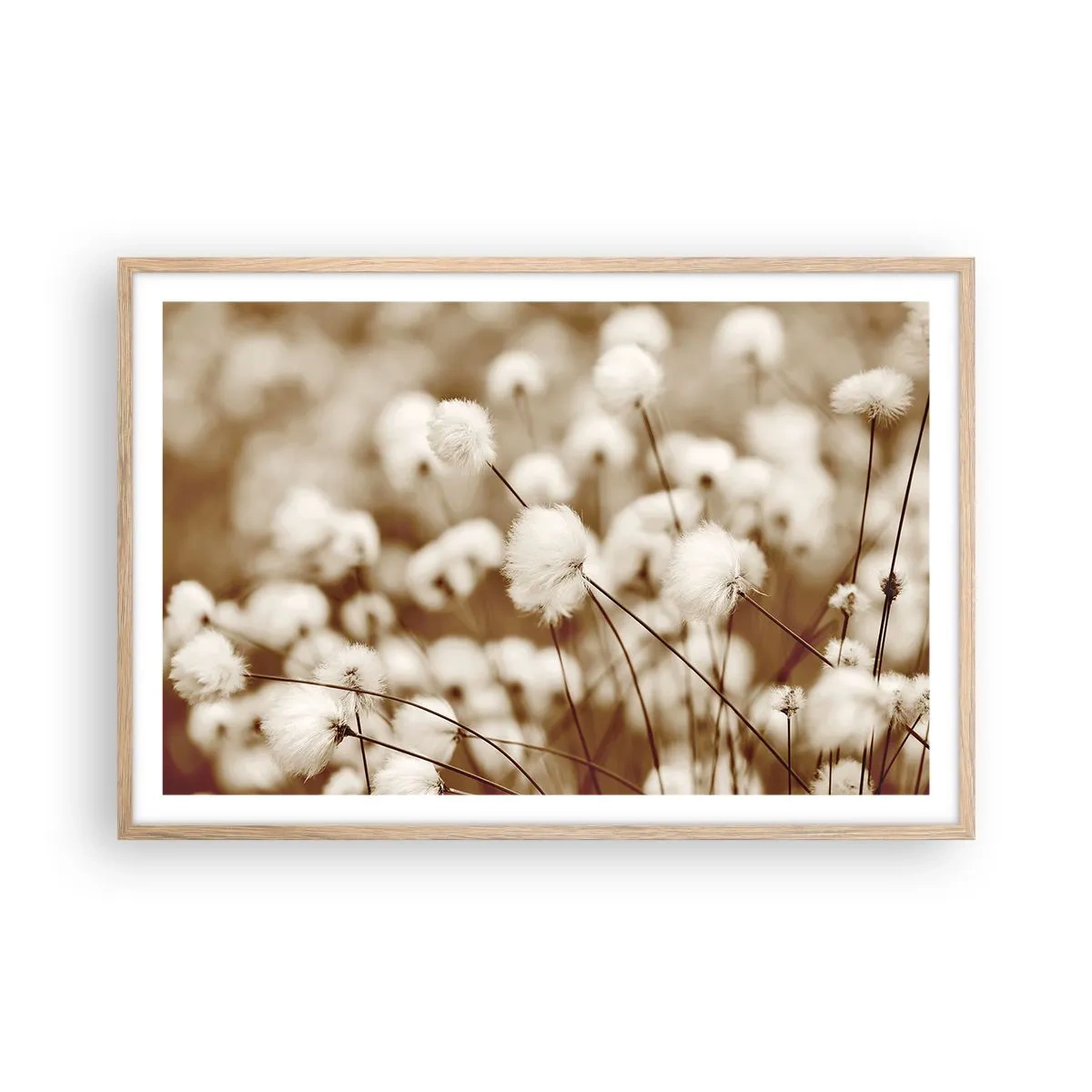 Poszter világos tölgy keretben - Bolyhos termés - 91x61 cm