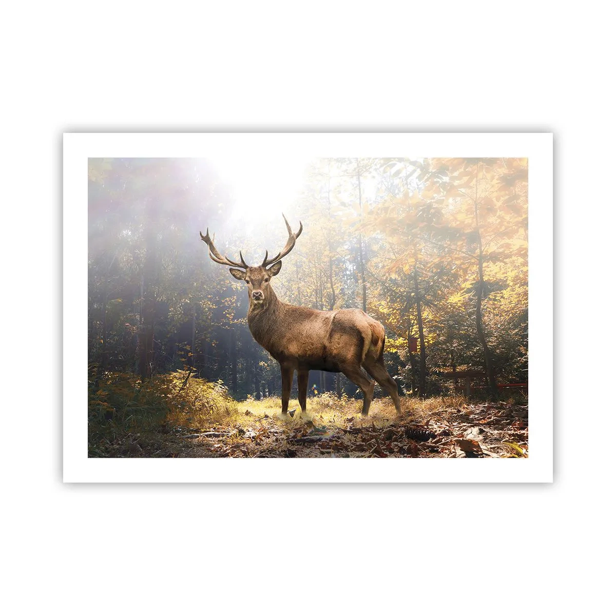 Poszter - Teljes fenségben - 70x50 cm