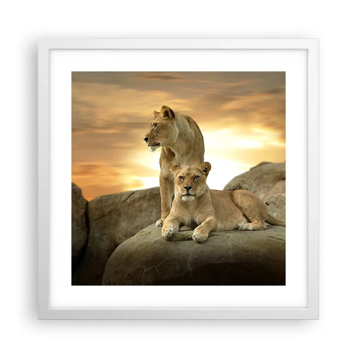 Poszter fekete keretben - Királyi felség - 40x40 cm