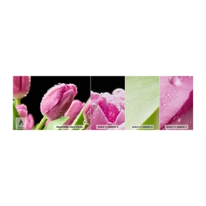 Fotótapéta Minta Premium Canvas - Lila álom a harmatban - Virágok, Tulipánok, Csokor virág - 100x30 cm