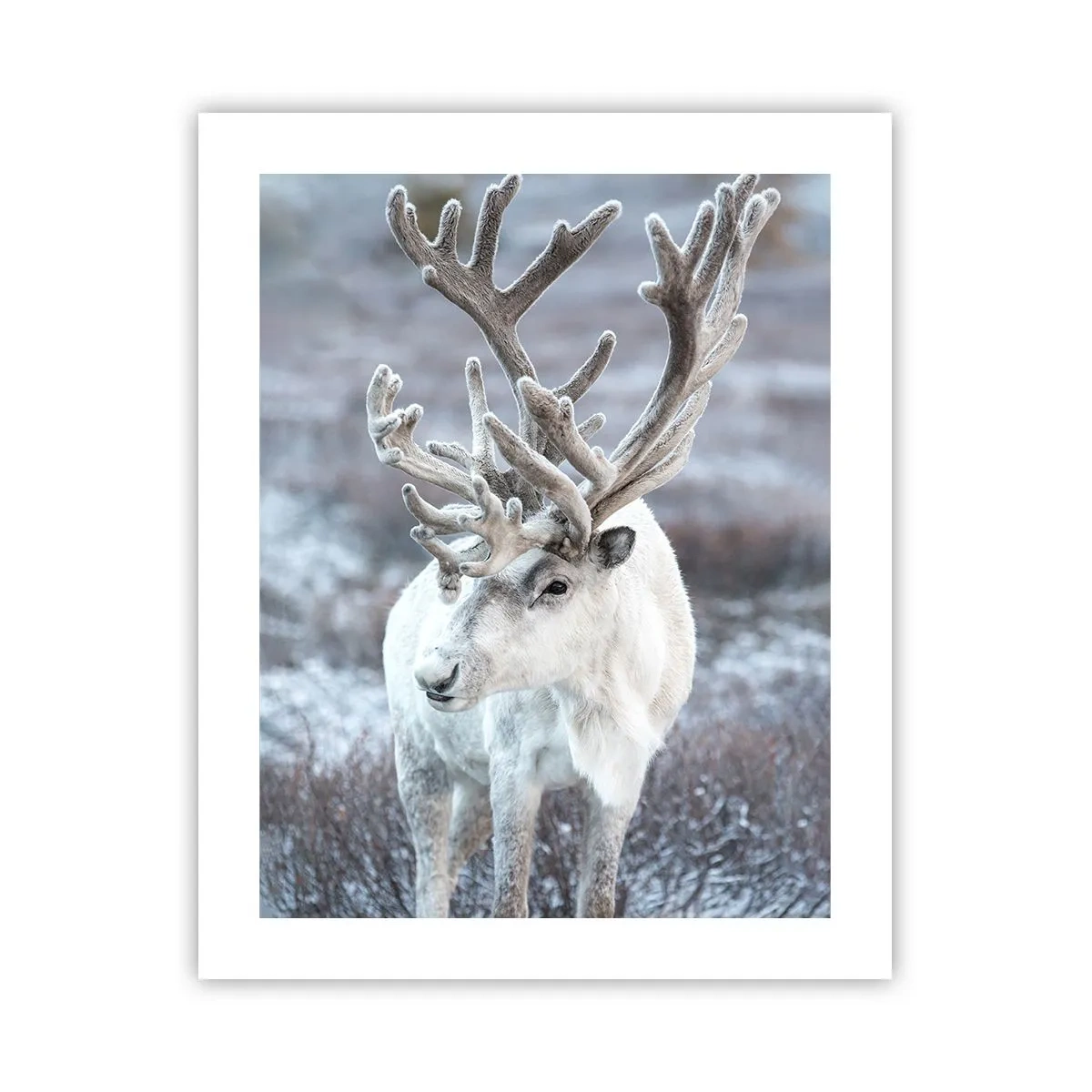 Poszter - Portré a napon - 40x50 cm