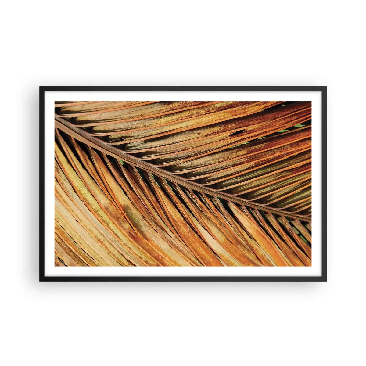 Poszter fehér keretben - Kókusz aranya - 91x61 cm