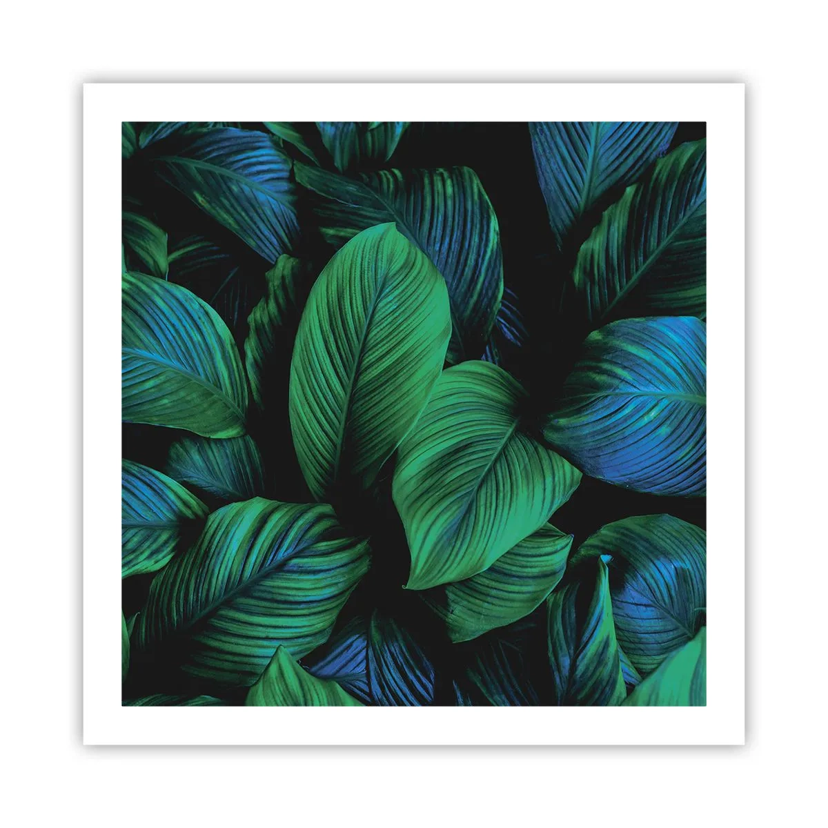 Poszter - A zöld tömegben - 60x60 cm