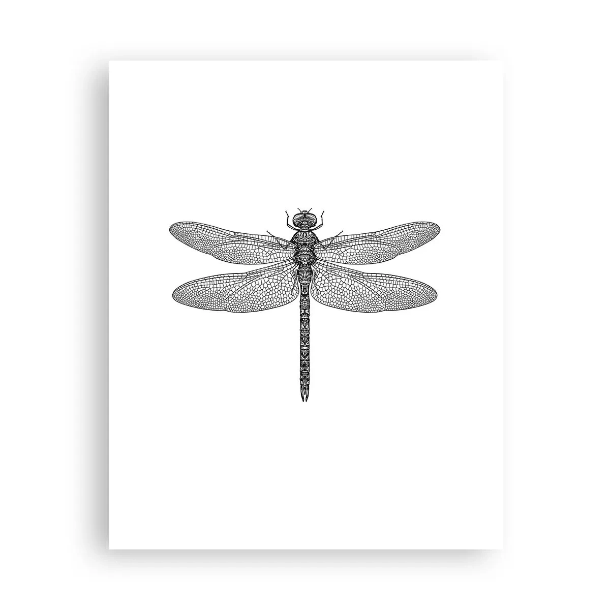 Poszter - A természet precizitása - 40x50 cm