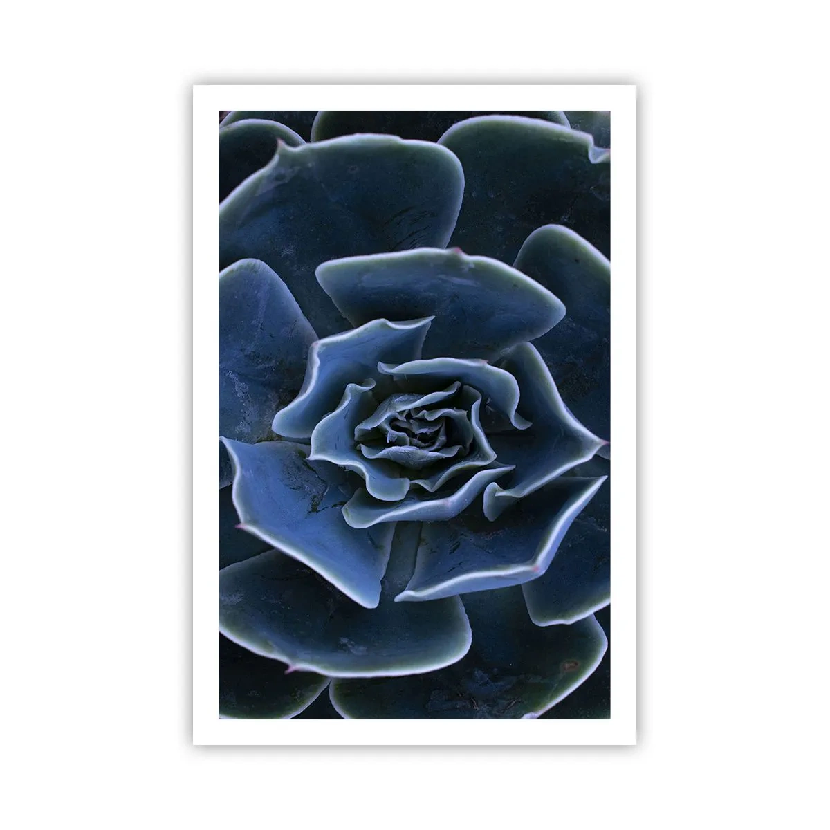 Poszter - A sivatag virága - 61x91 cm