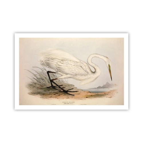 Poszter - Hölgy a nádasban - 91x61 cm