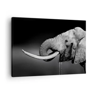 Vászonkép - Fekete-fehér portré egy elefántról profilban - 70x50cm - Igen, most jó - Modern fali dekoráció nappalihoz és hálószobához ARTTOR