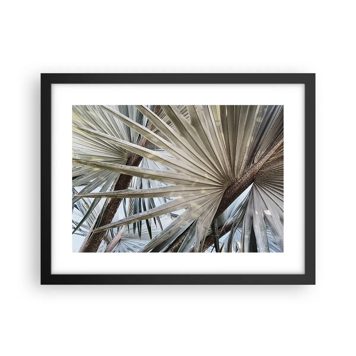 Poszter fehér keretben - Legyező a trópusokon - 40x30 cm