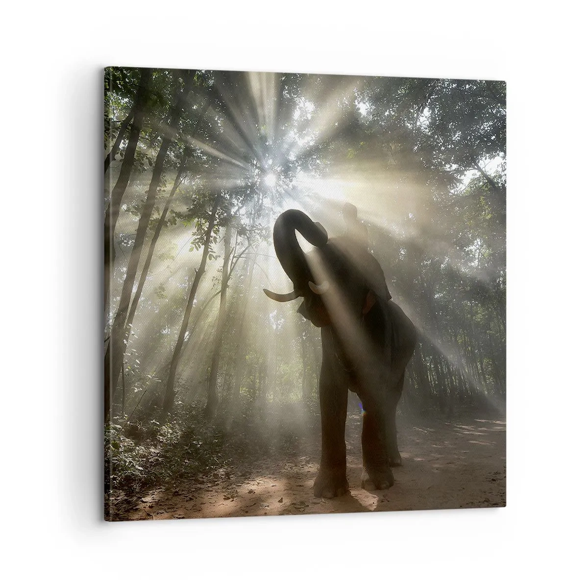 Vászonkép - A szerencsecsillag alatt - 60x60 cm