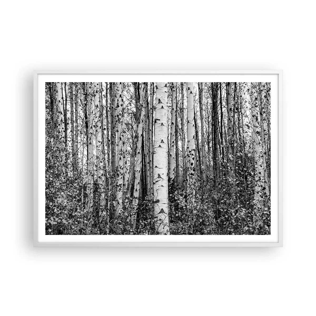 Poszter fekete keretben - Nyírfa oszlopsor - 100x70 cm