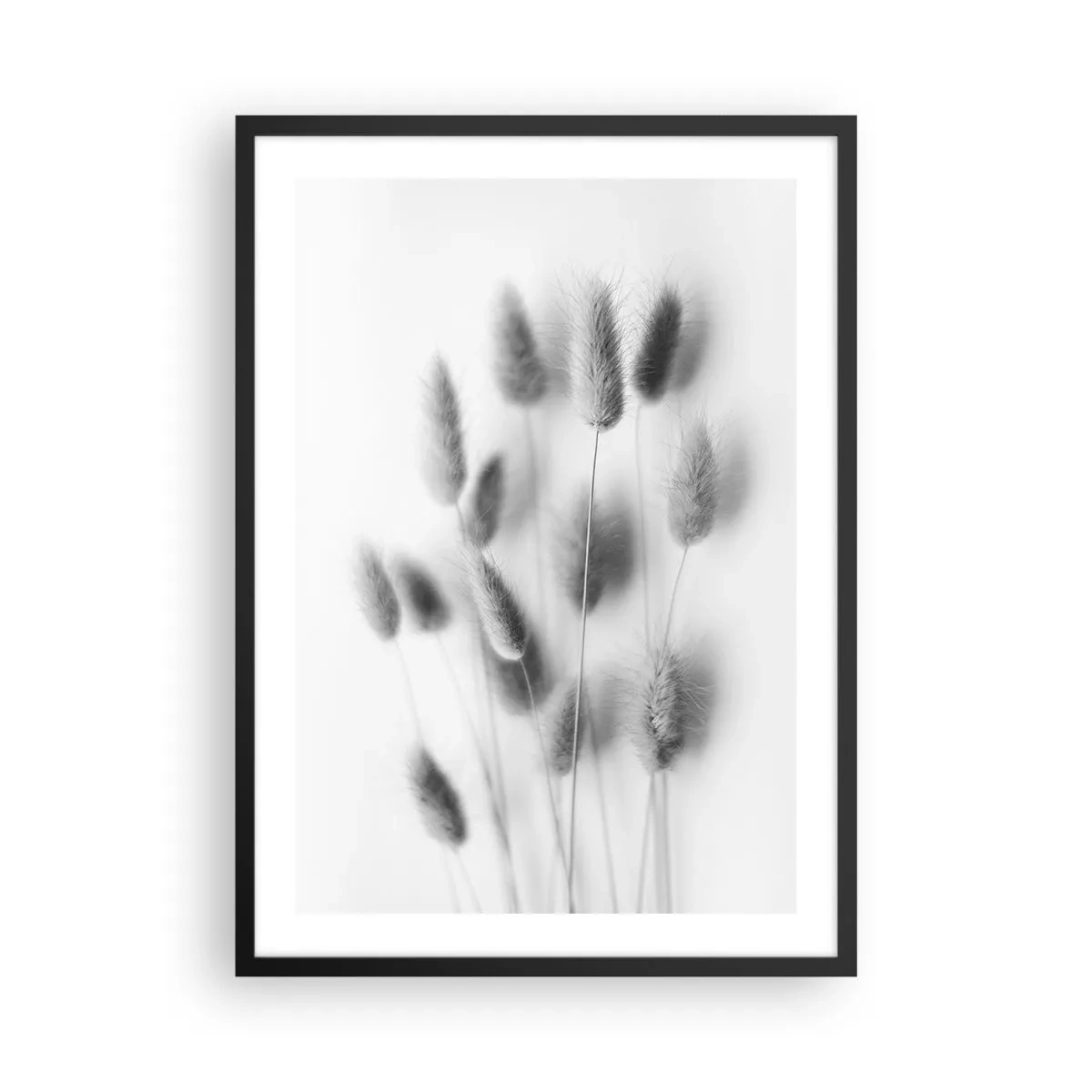 Poszter fehér keretben - Fekete-fehér bolyhos fűfülek - 50x70cm - A bolyhos fű - Modern fali dekoráció nappalihoz és hálószobához ARTTOR